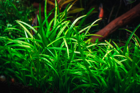 view on my beautifull aquariumの写真素材