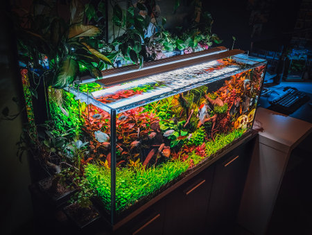 view on my beautifull aquariumの写真素材