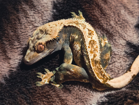 my beautifull crested geckos in terrariumの写真素材