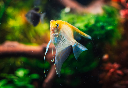Pterophyllum scalare from my tankの写真素材