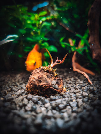 view on my beautifull aquariumの写真素材