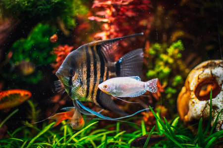 Pterophyllum scalare from my tankの写真素材