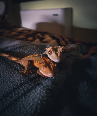 my beautifull crested geckos in terrariumの写真素材