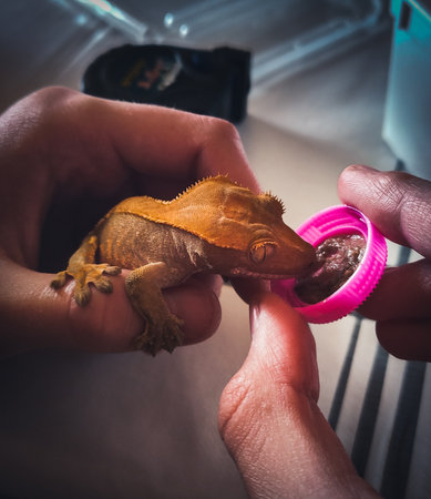 my beautifull crested geckos in terrariumの写真素材