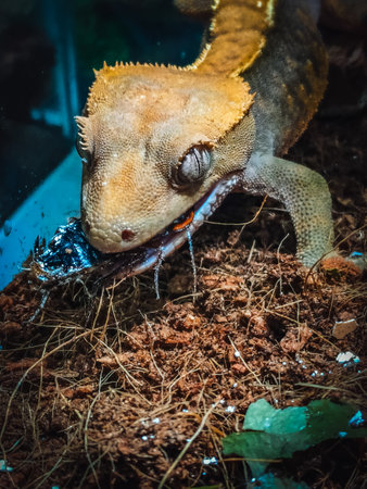 my beautifull crested geckos in terrariumの写真素材