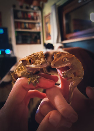 my beautifull crested geckos in terrariumの写真素材