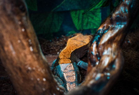 my beautifull crested gecko sの写真素材