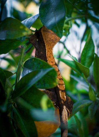 my beautifull crested gecko sの写真素材