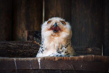 a lovely owl laughingの写真素材