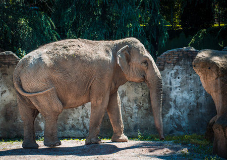 a lovely elephant in in a zooの写真素材