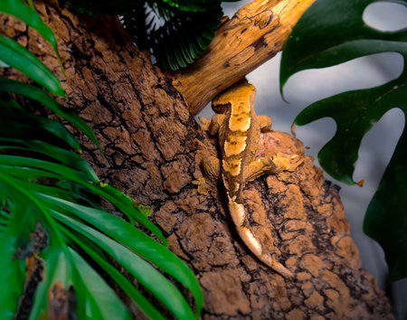 my beautifull crested gecko sの写真素材