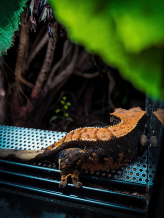 my beautifull crested gecko sの写真素材