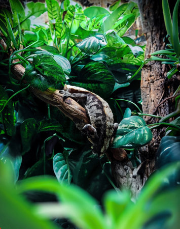 my beautifull crested gecko sの写真素材