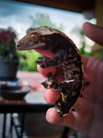 my beautifull crested gecko sの写真素材