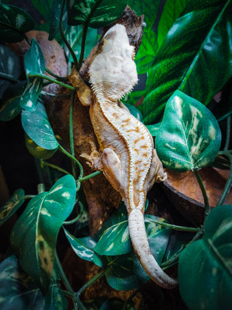 my beautifull crested gecko sの写真素材