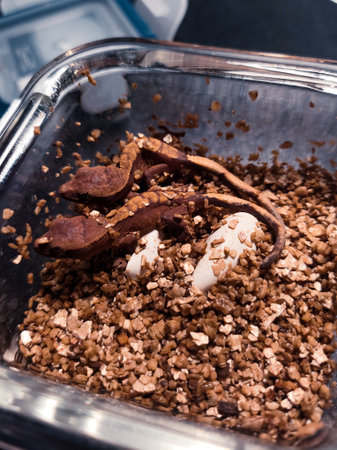 my beautifull crested gecko sの写真素材