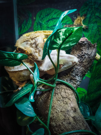 my beautifull crested gecko sの写真素材