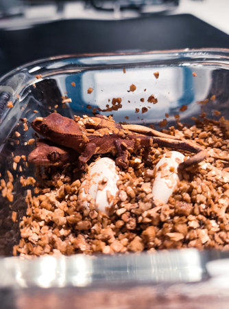 my beautifull crested gecko s