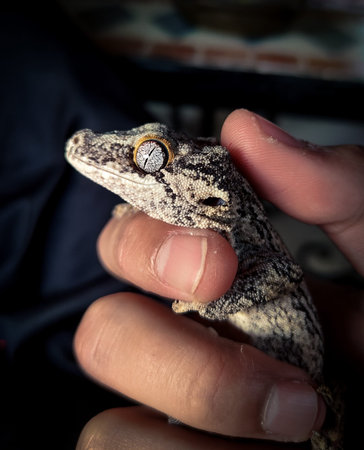 my beautifull crested gecko sの写真素材