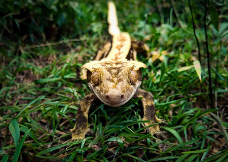 my beautifull crested gecko s