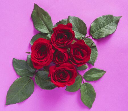 Valentine's day concept. Red rose isolated on purple or pink background.の写真素材
