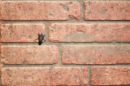 texture of wall from a red brick with a flyの写真素材