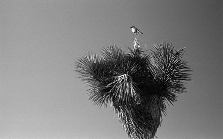 Joshua Tree National Park birdの写真素材