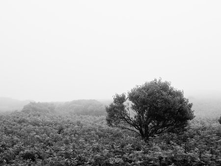 Foggy Landscapeの写真素材