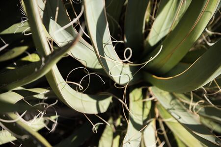 Joshua Tree National Parkの写真素材