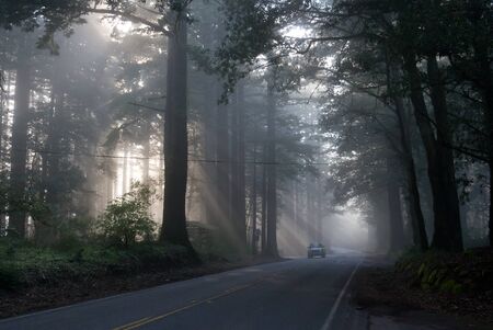 Fog in San Francisco forestの写真素材