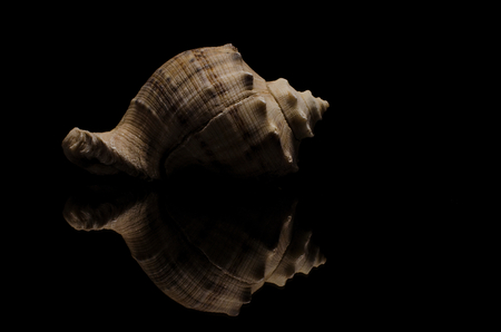 conch seashell on black background low key beach artの写真素材
