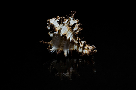 seashell murex conch on black background low keyの写真素材