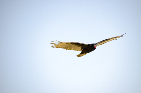 Condor Buzzard bird in flight high in the skyの写真素材