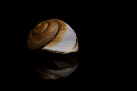 mother of pearl seashell on black background low keyの写真素材