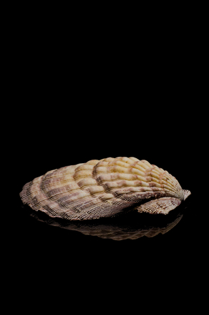 clamshell beauty, close up and handsome low keyの写真素材