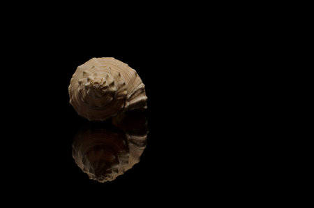 conch seashell on black background low key beach artの写真素材