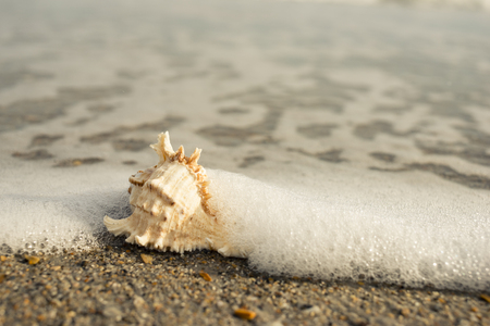 seashells on the seashore ocean, sand, wave, grass, shoreline, beach, shell, seaの写真素材