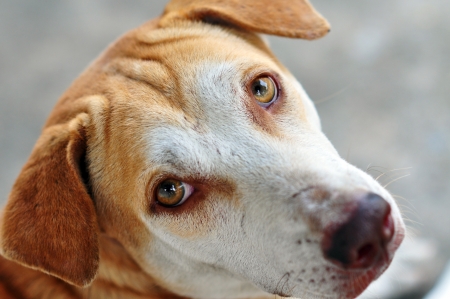 The Dog s feelings, Looking for a dog の写真素材
