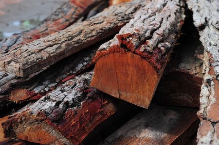 Tree Bark Detailの写真素材