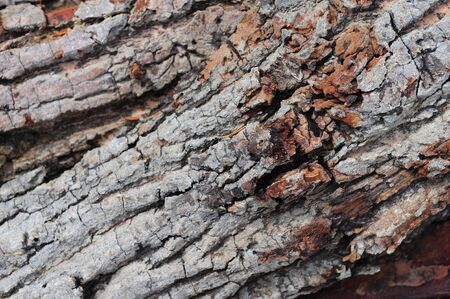 Bark Nature Abstractの写真素材