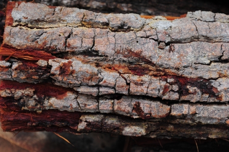 bark layers an old treeの写真素材