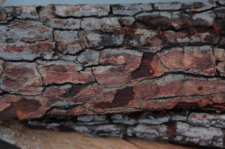 bark tree layerの写真素材