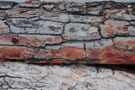 Layered bark of treeの写真素材