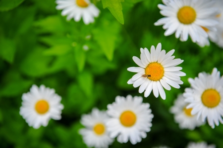 Honey Bee On A White Flowerの写真素材