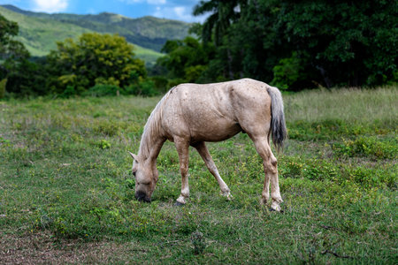 Palomino horse grazing in a lush green field in the Caribbeanの写真素材