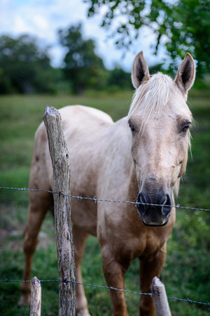 White horse standing in a field in a tropical surroundingの写真素材