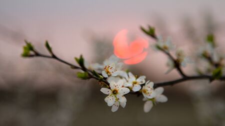 Beautiful pink morning sun and branch of flowering cherry tree in spring at Sunrise on blur background. Calm artistic image Japan nature. Banner format.の写真素材