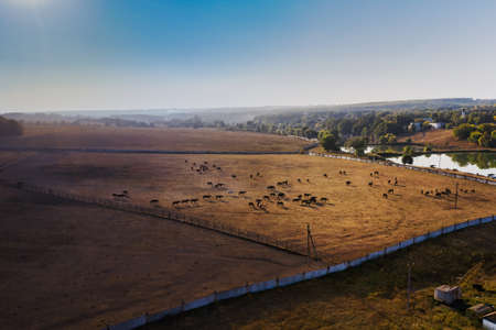 A herd of horses in a paddock in the fall among the fields - aerial photoの写真素材