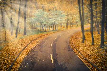 Asphalt Road in the foggy autumn forest - the highway goes into the distance for a turn and dissolves in the fog with sun rays.の写真素材