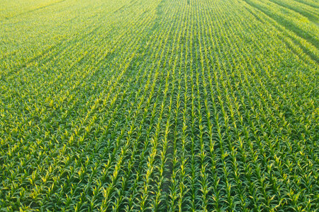 Green Field with young shoots of juicy corn at dawnの写真素材